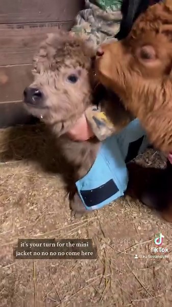 Mini Cows in Mini Jackets🐮🧥 | Katie Van Slyke