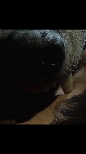 Dracula's Dog aka Zoltan... Hound of Dracula, (1977)