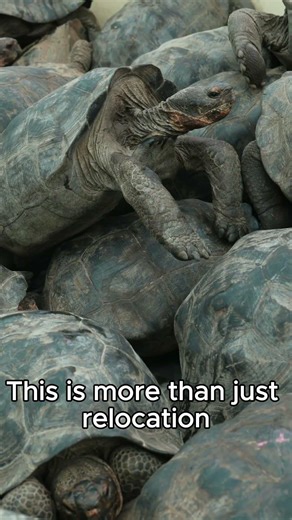 Lost Species Comes Home After Decades#animalnews #wildlife#nature