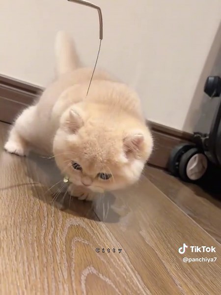 #Cat #viral #citty #cutecat #fyp