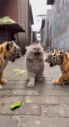 Macan Mini vs Oyen #meowmotion #catlovers #movelycat #cat