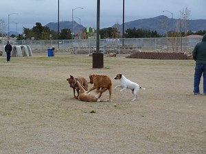 Establish Some Personal Rules At The Dog Park