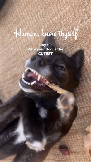 Liv | Dog Collaboration on Instagram: "Is your dog the cutest thing on the planet? Science says yes - it actually is! 👀 (according to your brain anyway) This is day 19 of “Human, Know Thyself” - the advent calendar about how psychology aﬀects you and your dog. Human brains are literally wired to think dogs are cute; for several reasons. For one thing, baby-like features (like big eyes and round faces) trigger our caregiving and reward systems. And one eﬀect of the domestication process is that