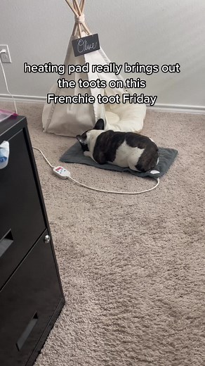 Frenchie Toot Friday: Unleashing the Best of Dog Fart
