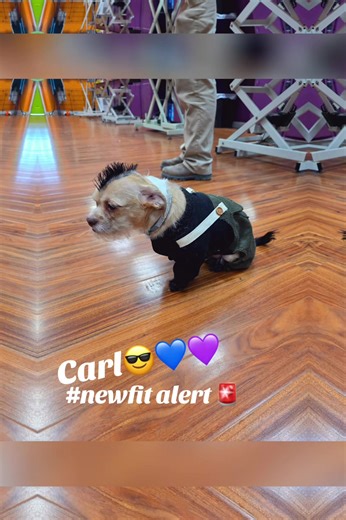 🛍️🐾 NEW PET CLOTHING & ACCESSORIES NOW AVAILABLE AT PRECISION GROOMING SPA 💚 Your pup deserves to look as good as they feel — and now you can shop everything they need in one place ✨ Now in stock: 👕 Stylish pet clothes 🦮 Harnesses & retractable leashes 👟 Dog shoes & paw protection 🧦 Socks for comfort & safety 🍗 Food & treat pouches 🛍️ Doggy bags & daily essentials From everyday basics to standout style — we’ve got your pup covered from nose to tail 🐶✨ 📍 Available now at Precision Groo