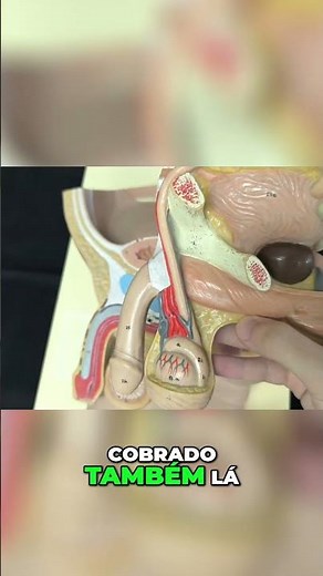 Anatomy - Structures of the Penis and Bladder