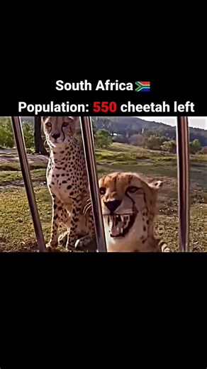 Cheetah population from different countries #viral