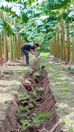 Los drenajes son la columna vertebral para un cultivo de plátano próspero, ya que evitan la asfixia de las raíces, combaten enfermedades y optimizan el uso de agua y nutrientes, aumentando la productividad y sostenibilidad del cultivo | Sneyder Bohorquez