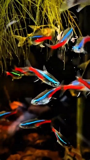 एक्वेरियम में Worm Feeder Setup | Live Fish Feeding Magic | Aquarium Hacks & Tips