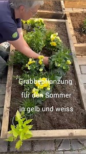 Frische Sommer-Grabbepflanzung gelb und weiß. Grabbepflanzung in Bogenform – Wir zeigen Dir, wie’s gelingt: Bevor Du loslegt, immer zuerst etwas Dünger einarbeiten! Bei den Pflanzen haben wir verwendet: • zitronengelbe Sommerbegonien • weiße Fächerblumen • blauer Sommersalbei • grüne Carex • Ziersüßkartoffel Als Dekoration haben wir noch eine alte Baumwurzel mit hingelegt und mit dunkler Graberde abgedeckt. Fertig ist eine wunderschöne, harmonische Bepflanzung für den Sommer! Natürlich kannst Du