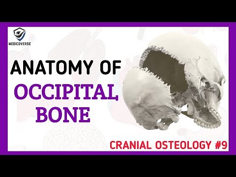 Occipital Bone Anatomy | Cranial Osteology #9