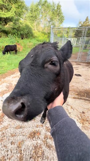 Morning vibes with Betty Moo ☀️ #fyp #animal #eating #cute #farmlife #water #cow | Jridgely Farms