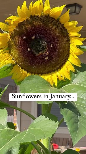 24 reactions | The little flowers on the seeds of sunflower plants...