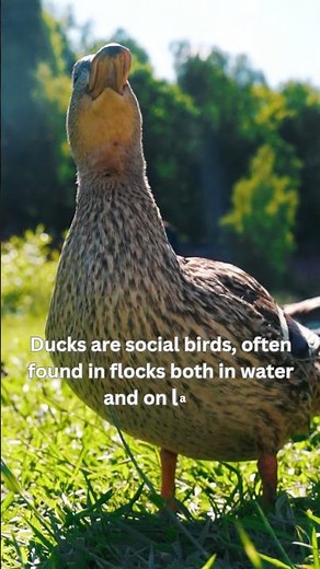 Ducks Quacking & Swimming | Soothing Nature Video for Relaxation #Shorts #bird