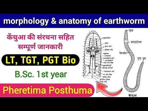 morphology and anatomy of earthworm | pheretima posthuma | kechua | lt grade biology | tgt biology