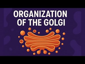 Organization of the Golgi Apparatus | CSIR NET & Life Science Exams
