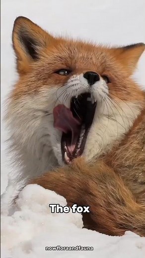 Amazing Facts About Foxes You Didn’t Know! #fox