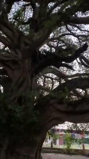 The Pakari tree (often Ficus benjamina or Ficus lacor) ❤️