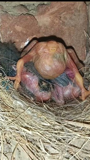 Cuckoo was had given below the baby's when the mother suddenly saw him.(p4) #viral #trending #shorts