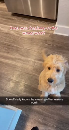 Free means FREE! #puppytraining #puppytips #RefundGlowUp #doodle #goldendoodle #doodlepuppy #puplife #labradoodle #foryou #fup #4yp #dogmom