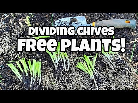 How to Divide Chives for an Endless Supply of Free Plants!