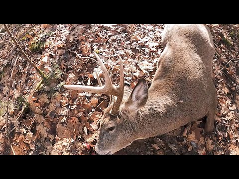 Hunting the Whitetail Rut in Wisconsin / The Early Game, Chapter 3: Overtime