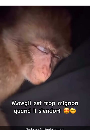 S’occuper d’un singe : une expérience unique