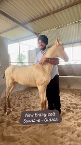6.5K views · 193 reactions | New Entry Colt SURAT-e- GULZAR Sired by Heera ( Pati Multani Wala ) #viralpost❤️ #horselove #horseriding #horse #horsefarm #horseriding #horsephoto #iphone | Gurdev Photographics | Facebook