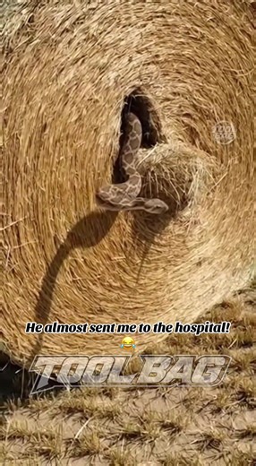 Rattlesnake gets baled, then it almost bites the farmer! 😂 #snake #farming #wildlife #crazy #funny