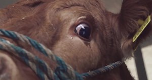 #VIRAL - "Emma" The Cow Cries Before Slaughter
