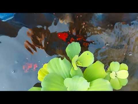 Koi & Albino Shark 🦈 Feeding Slow Motion #arvpatil