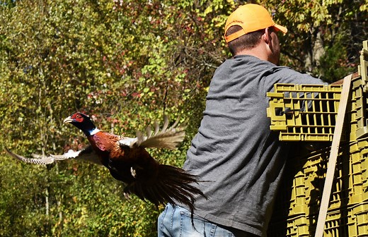 WATCH: Pa. pheasant stocking keeps alive hunting tradition rooted in the Lehigh Valley