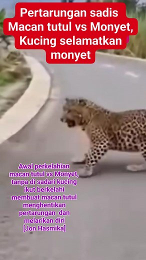 Perkelahian sadis macan tutul vs Monyet dengan gerakan cepat, lincah dan tepat membuat perkelahian tidak bisa berhentikan lalu kucing memasuki arena dengan menyerang menerkam leher macan tutul membuat macan tutul tak berkutik menghentikan pertarungan melarikan diri takut dengan keberingasan kucing #kucinghebat #kucingcerdik #jonhasmikapeduli #fypfbpromenyala #algoritmamenyapa | Jon Hasmika PutraJambi