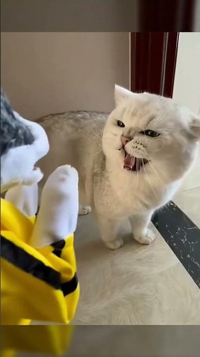 Dramatic CAT CORE Compilation #funny #cat #catvideos #fyp #cats