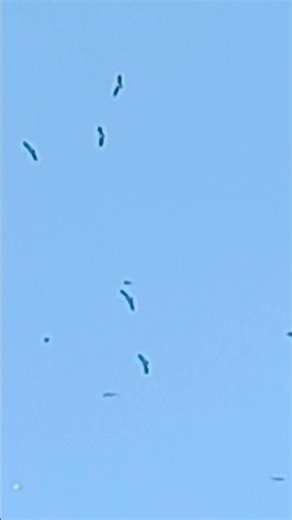 Majestic Flying Birds: Wonders of the Sky #nature #wildlife #greenlove