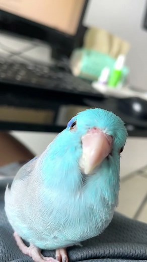 Adorable Eyelash Bird: Snuggle Fluff Parrotlet