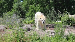 Say hello to the Detroit Zoo's newest resident, Tundra, 29-year-old polar bear. | MLive.com
