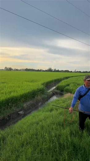 Máy cắt lúa: chọn mua & lợi ích cho nông dân (máy cắt lá lúa)