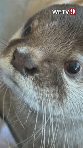 Central Florida police use remains finding otter ‘splash’ to help solve missing person case | WFTV Channel 9