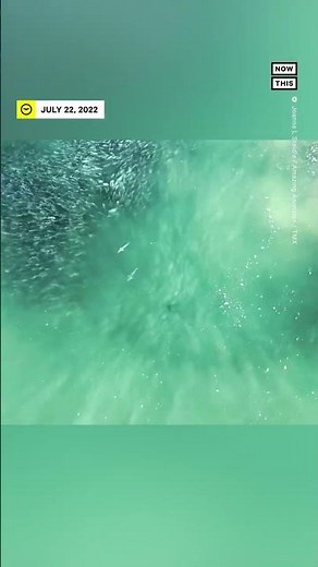 Great White Sharks Swim Through School of Fish 😳