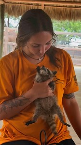 2.2M views · 32K reactions | We Are Adding Raccoon Encounters Again This Weekend! Book Now! AnimalEDventures.com if you already booked, don’t worry! We added it for you | Animal EDventure Park & Safari | Facebook