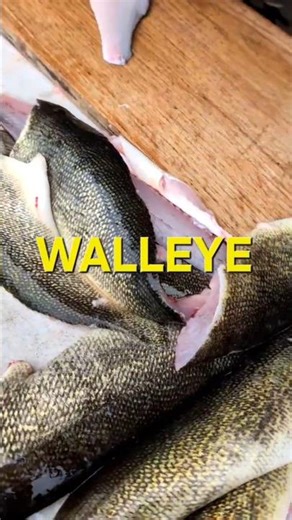 How to Clean Walleye Remove Rib Bones & Skin Like This