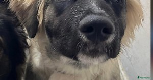 Caucasian Shepherd Dog Puppies for sale in Peterborough, Peterborough | Pets4Homes