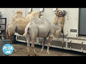 The Disturbing Reason These Camels are Being Chased With Whips