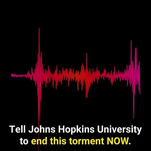 🔊 These are the screams of owls who are trapped in a barren, cinderblock lab at Johns Hopkins University. Their skulls are cut open, electrodes are inserted into their brains, they’re bombarded with noises and lights for up to 12 hours at a time, and are killed once experimenters are done tormenting them. Speak out now to demand that JHU put an end to these tests immediately! https://peta.vg/348n | PETA (People for the Ethical Treatment of Animals)