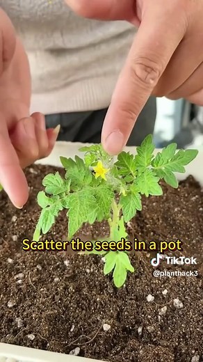 Easy Spring Vegetables to Grow on Your Balcony