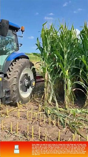 Máy chạy, cây đổ, thành dinh dưỡng: Thu hoạch ngô ủ chua trên cánh đồng