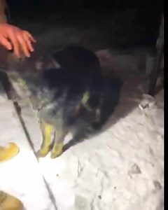 Nálunk van az ordas kan német juhászkutya, aki közvetlen életveszélyben volt, CNJ védenc lett. Jony Wispoval közös mentésünk. Éjszakai kobzással elhoztuk, sok választást nem hagytunk a tulajdonosának, mint lemond róla. Vészesen sovány, 1 év körülire tippeljük a korát, még kölyök. Oltások, chip, és élelmezés helyett becsibészelték "jó gazda" módjára, és persze emellett "nagyon szerették". Jelentkeztek többen hogy befogadják, de így nem adhatjuk tovább senkinek, nekünk kell megoldani, már a mi véd