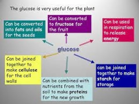Glucose uses in plants |Photosynthesis |Glucose conversion into starch, sucrose, fats & protein.