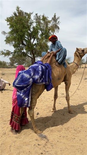 رجل يمتطي جملاً في الصحراء ويسحب زوجته خلفه من ساقيها.